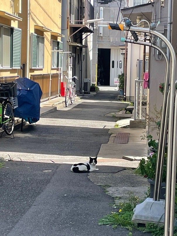 病院近所の猫ちゃん💗.jpg
